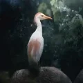Spear_Nova